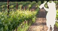 Swine in the Vine
