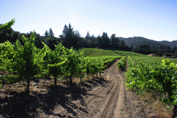 2014 Syrah Two Pack