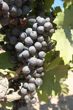 2018 Zinfandel 4 Pack