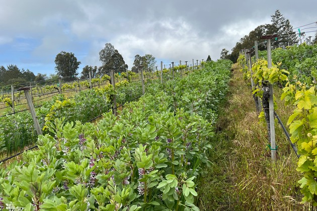 baldmountaincovercrop2