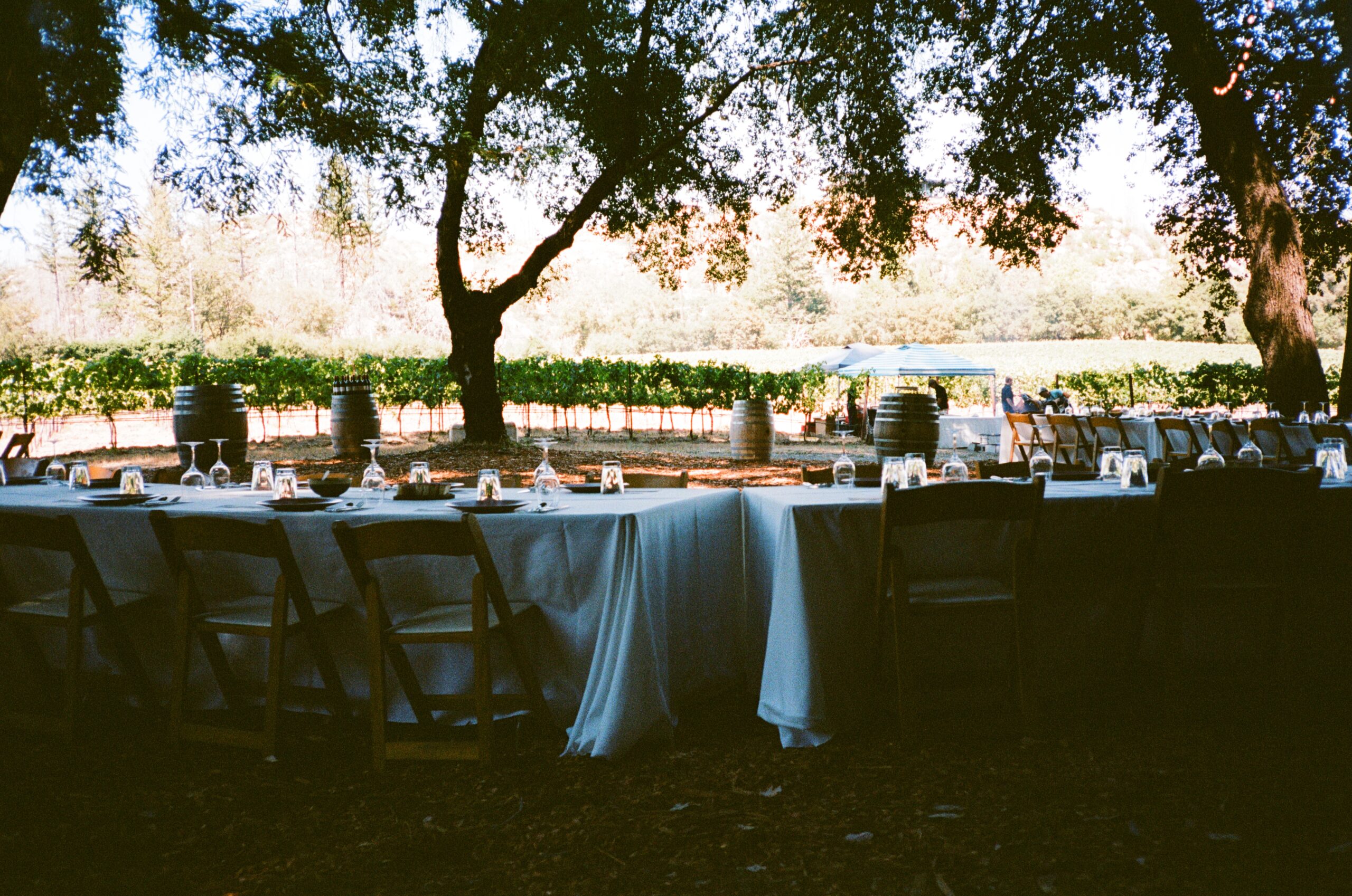 Beauregard Vineyards under the redwoods