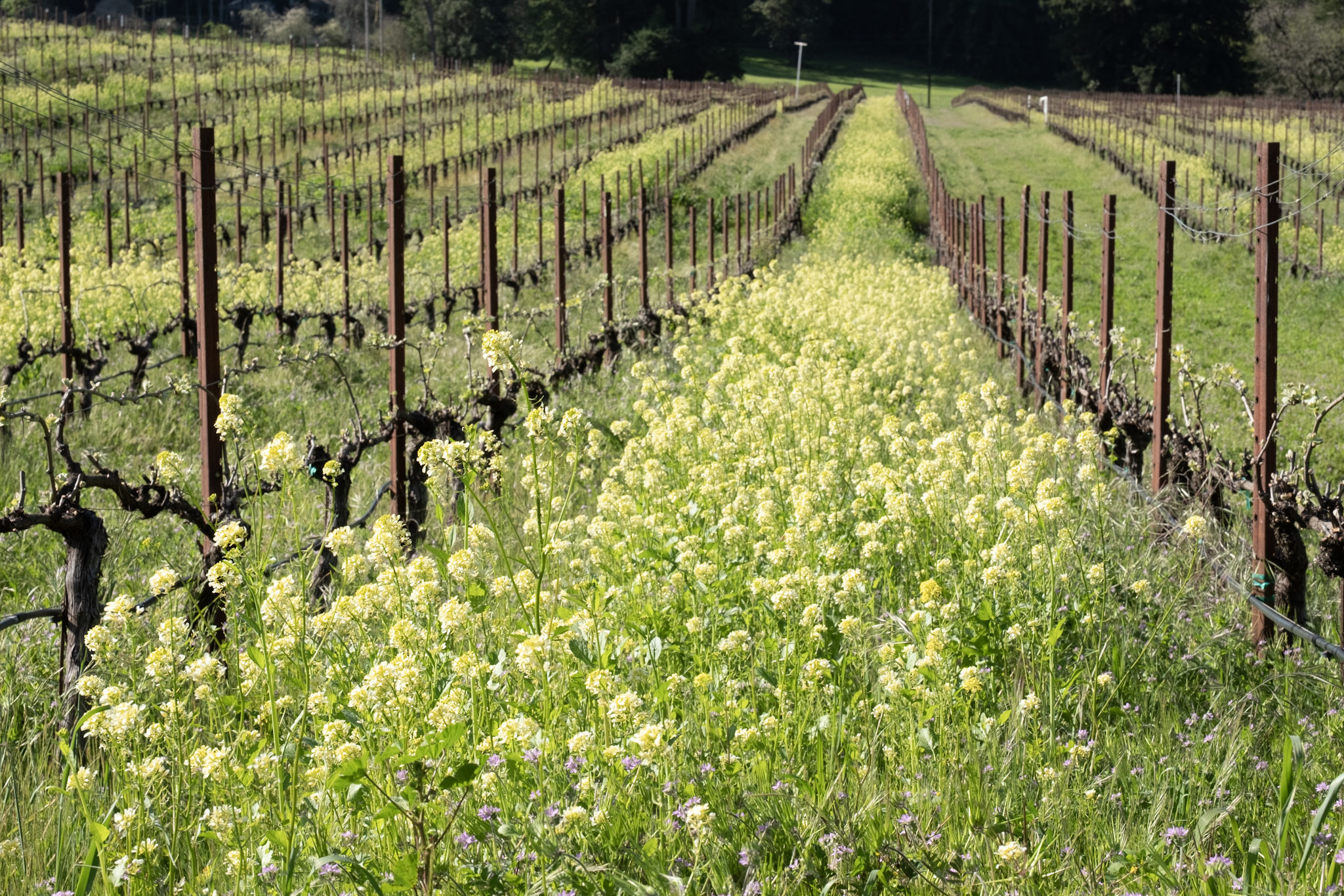 Scenic Vineyard View